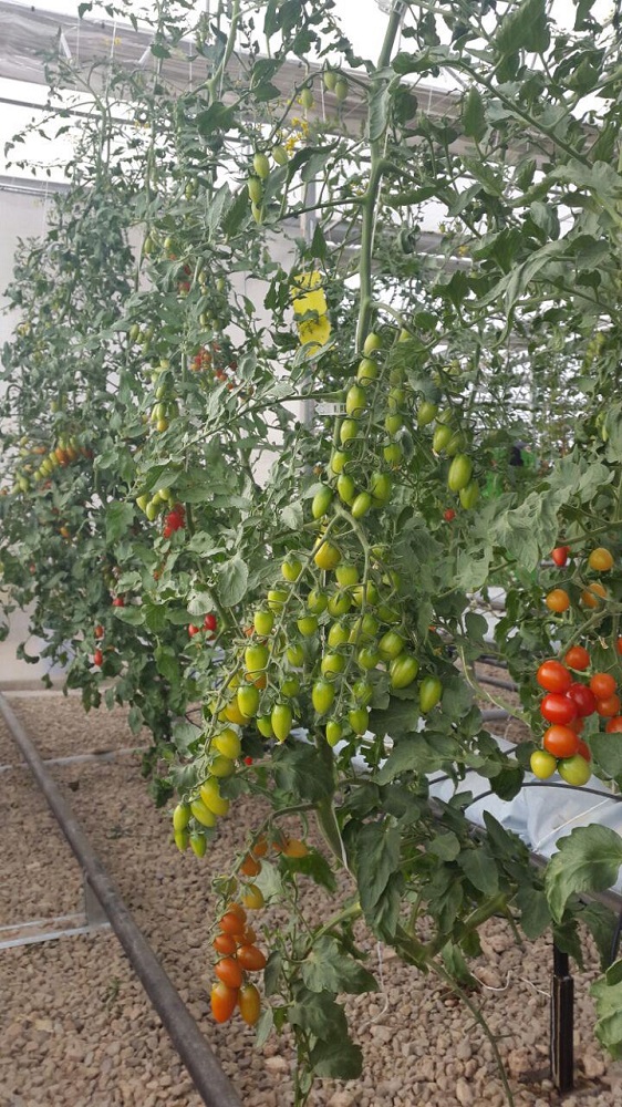 Photo 2016 11 12 11 26 471